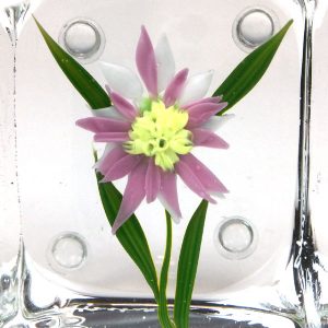 Pink Daisy Experimental Cube by Paul Stankard